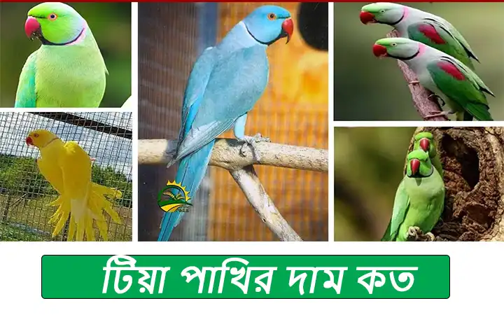 টিয়া পাখির দাম
