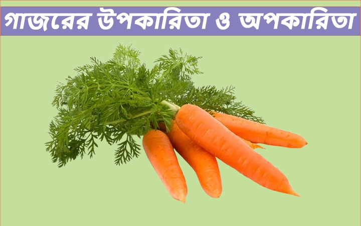 গাজরের উপকারিতা ও অপকারিতা